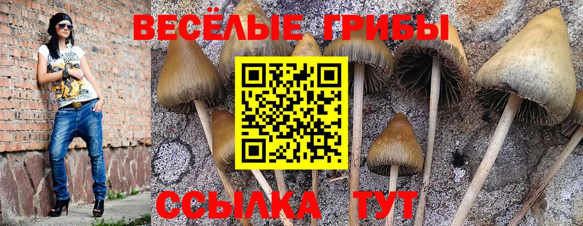 наркотики  Галлюциногенные грибы Psilocybine cubensis  Вход с VPN  Россия 